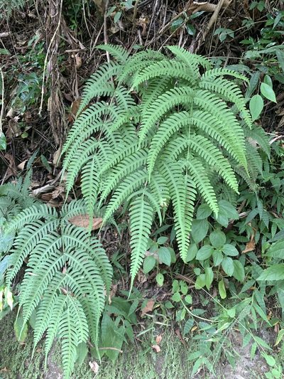 Pteris arisanensis, photographed by 呂一起(Lyu yi-chi)