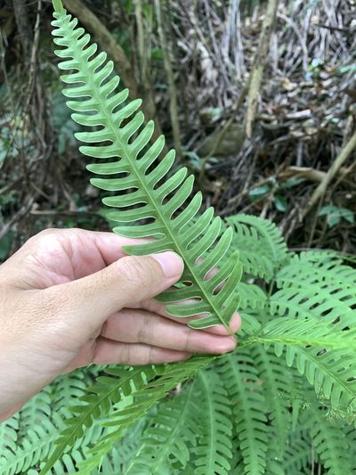 Pteris arisanensis, photographed by 呂一起(Lyu yi-chi)