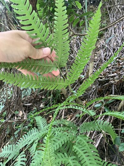 Pteris arisanensis, photographed by 呂一起(Lyu yi-chi)
