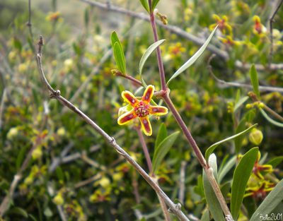 Periploca angustifolia, photographed by David Ballesteros