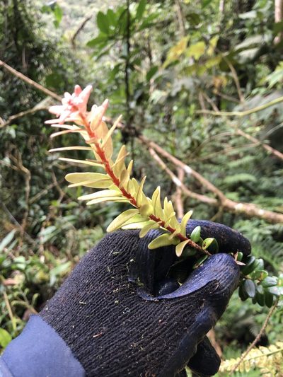 Demosthenesia pearcei, photographed by Skjold Søndergaard