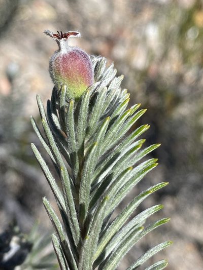 Phylica mundii, photographed by Dave U