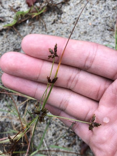 Cyperus grayi, photographed by Dax Ledesma