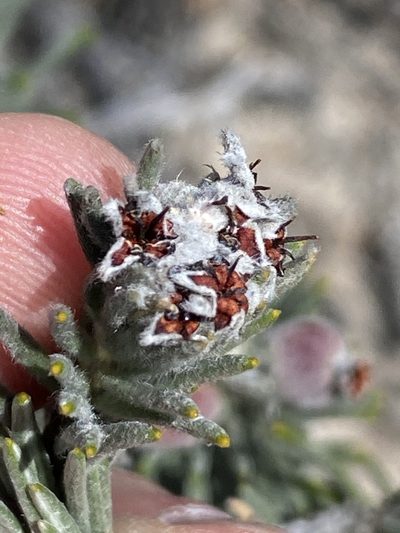 Phylica mundii, photographed by Dave U