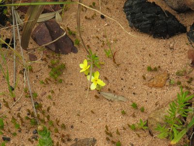 Sebaea exacoides, photographed by Jeremy Gilmore