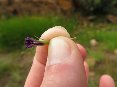 Monopsis debilis, photographed by Jeremy Gilmore
