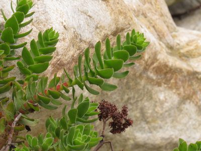 Crassula undulata, photographed by Jeremy Gilmore