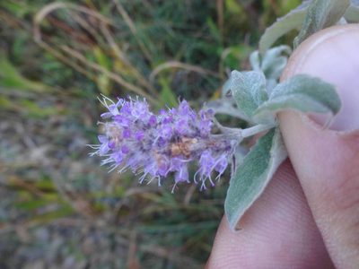 Mentha longifolia, photographed by Ben Costamagna