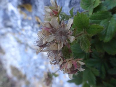 Potentilla caulescens, photographed by Ben Costamagna