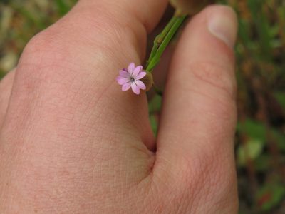 Petrorhagia prolifera, photographed by Jeremy Gilmore