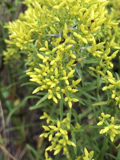 Euthamia weakleyi, photographed by Dax Ledesma