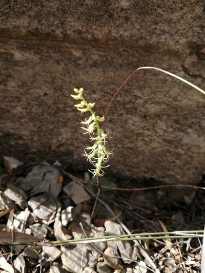 Holothrix secunda, photographed by Danie Palm