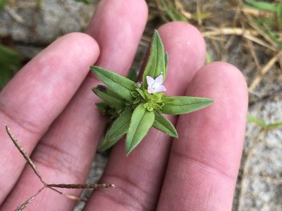 Hexasepalum teres, photographed by Dax Ledesma