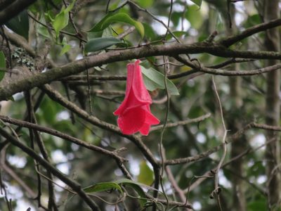 Lapageria rosea, photographed by Bruno Avilez