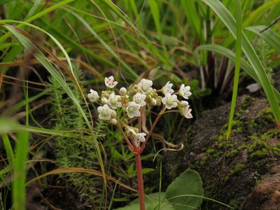 Crassula capensis, photographed by Jeremy Gilmore