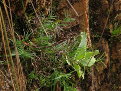 Pentameris densifolia, photographed by Jeremy Gilmore