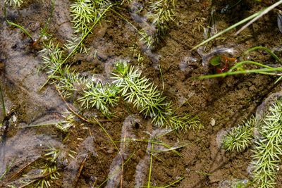 Utricularia intermedia, photographed by Tom Field