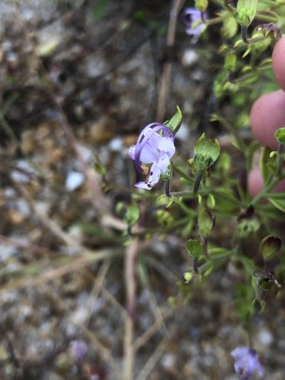 Trichostema nesophilum, photographed by Dax Ledesma