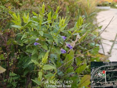 Scutellaria galericulata, photographed by Екатерина Гущина