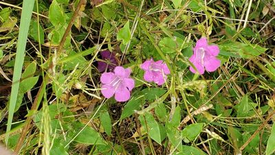 Agalinis purpurea, photographed by Brian Magurn