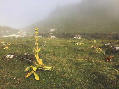 Gentiana lutea, photographed by Harrison J Elkins