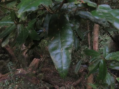 Aextoxicon punctatum, photographed by Bruno Avilez