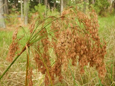 Scirpus cyperinus, photographed by Ryan Watson