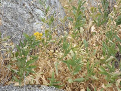 Solidago velutina, photographed by Amy