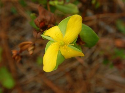 Hypericum crux-andreae, photographed by Ryan Watson