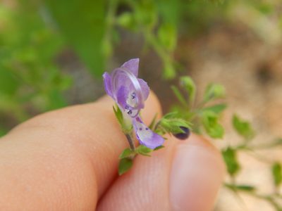 Trichostema dichotomum, photographed by Ryan Watson