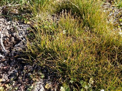 Eleocharis acicularis, photographed by Vladimír Fuka