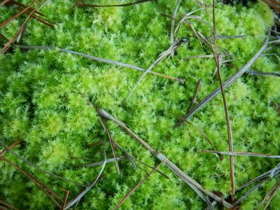 Sphagnum compactum, photographed by Ryan Watson