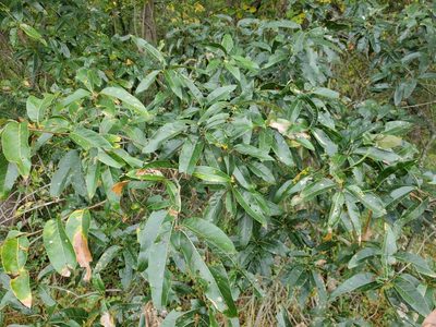 Quercus imbricaria, photographed by Tom Field