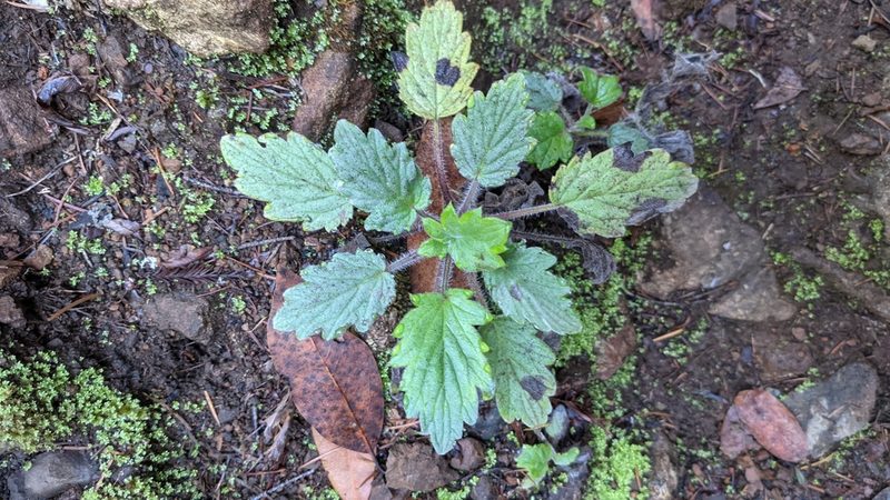 Phacelia bolanderi, photographed by Brodie Cass Talbott