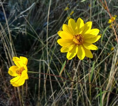Heliomeris multiflora, photographed by Andrew Tree