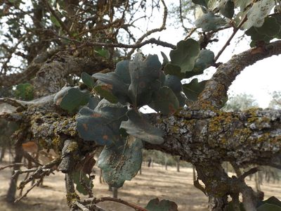 Quercus douglasii, photographed by Amy