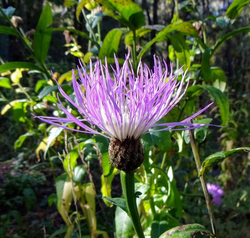 Plectocephalus rothrockii, photographed by Andrew Tree