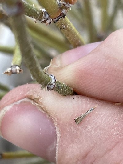 Ephedra cutleri, photographed by Bobby McCabe
