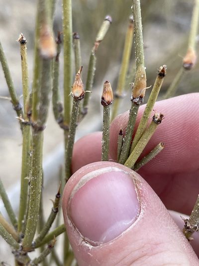 Ephedra cutleri, photographed by Bobby McCabe