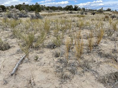 Ephedra cutleri, photographed by Bobby McCabe
