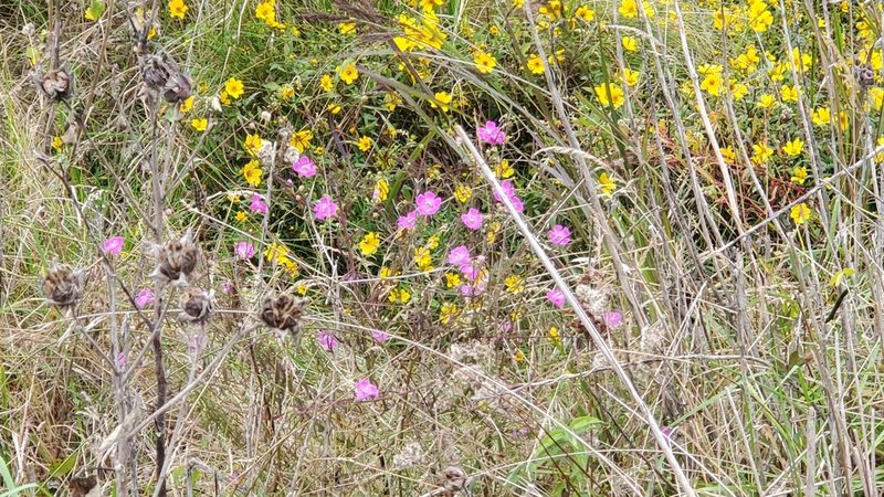 Agalinis purpurea, photographed by Brian Magurn