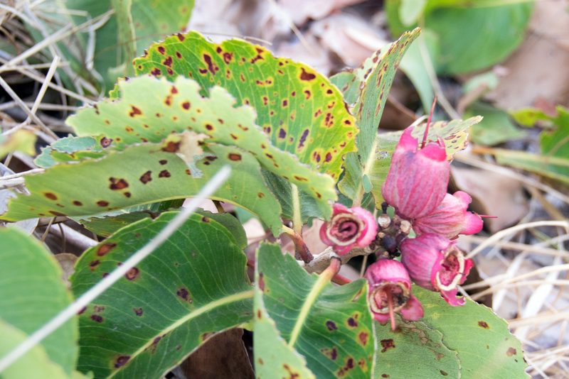 Syzygium suborbiculare, photographed by Paul Asman