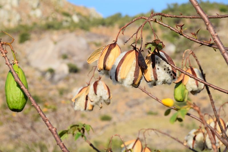 Cochlospermum gillivraei, photographed by Paul Asman