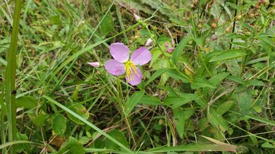 Rhexia virginica, photographed by Brian Magurn
