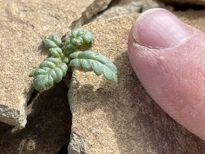 Phacelia integrifolia, photographed by Bobby McCabe