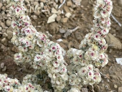 Halogeton glomeratus, photographed by Bobby McCabe