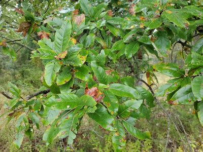 Quercus imbricaria, photographed by Tom Field
