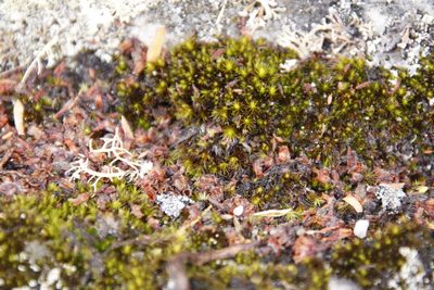 Campylopus pilifer, photographed by Tony Rebelo