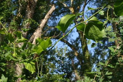 Smilax excelsa, photographed by Oleg Kosterin