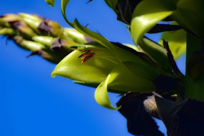 Puya chilensis, photographed by Orlando Fuenzalida